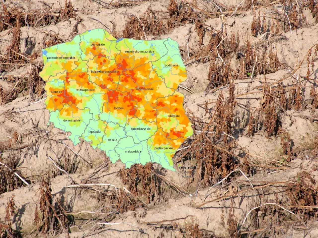 susza na polu, mapka IUNG z uprawami jarymi objętymi suszą