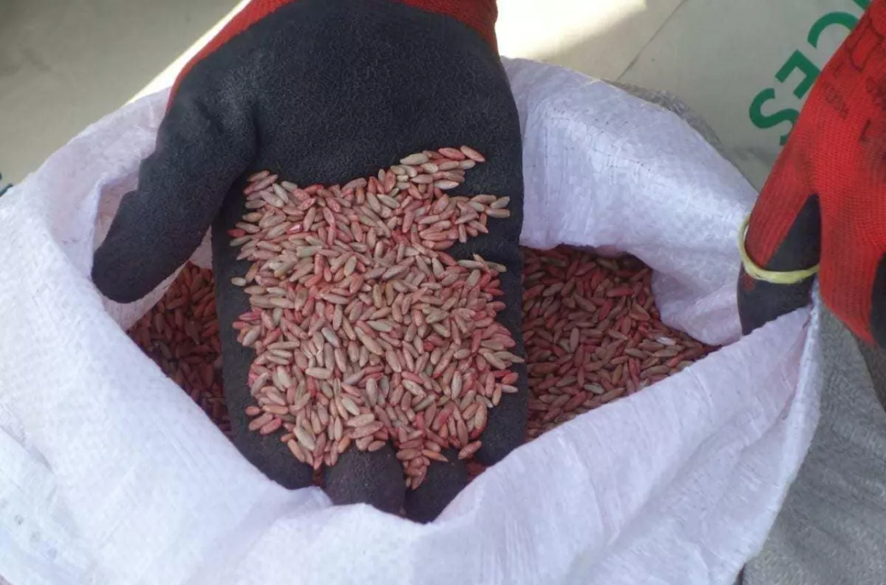 Grad zniszczył pola. Rolnicy dostaną ulgi na jesienne siewy