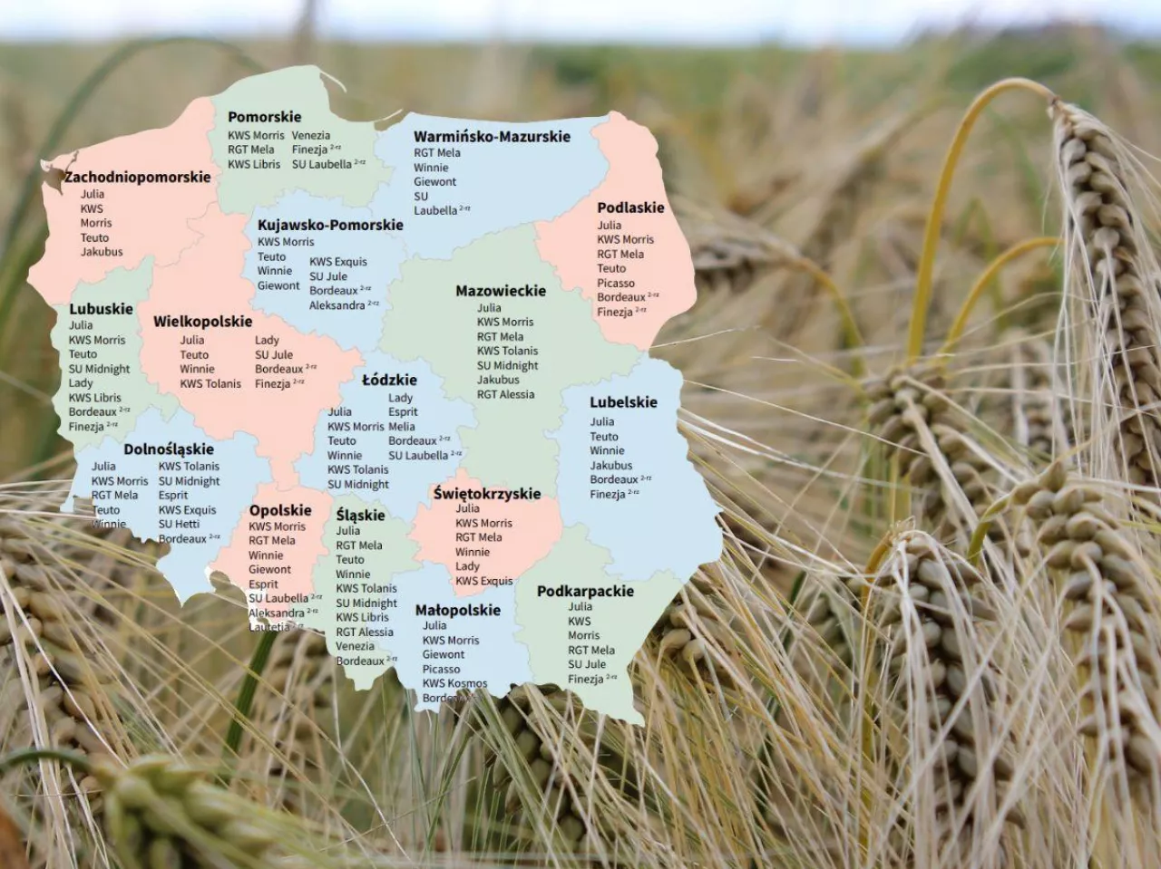 Jęczmień ozimy 2026. Sprawdź Listę Odmian Zalecanych dla swojego regionu