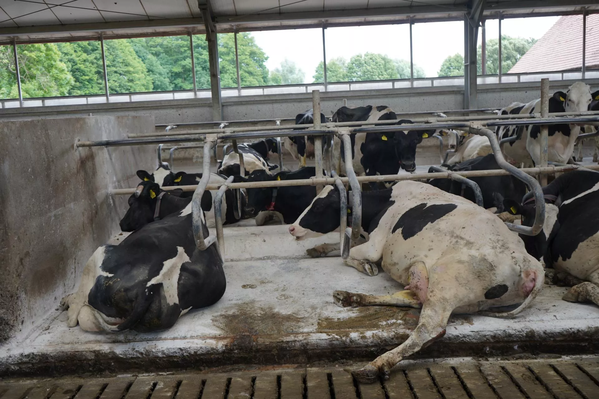 Mniej mastitis i problemów z racicami. Ten zabieg warto robić regularnie
