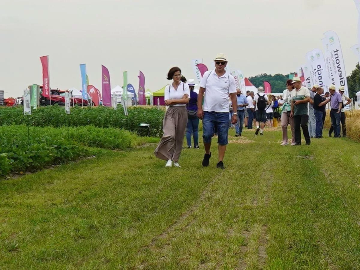 Te odmiany zbóż mają dawać wysoki plon mimo suszy. DANKO pokazało nowości