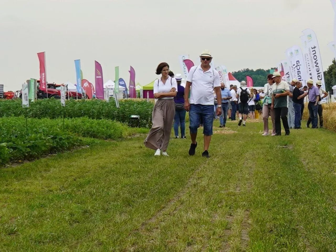 Te odmiany zbóż mają dawać wysoki plon mimo suszy. DANKO pokazało nowości