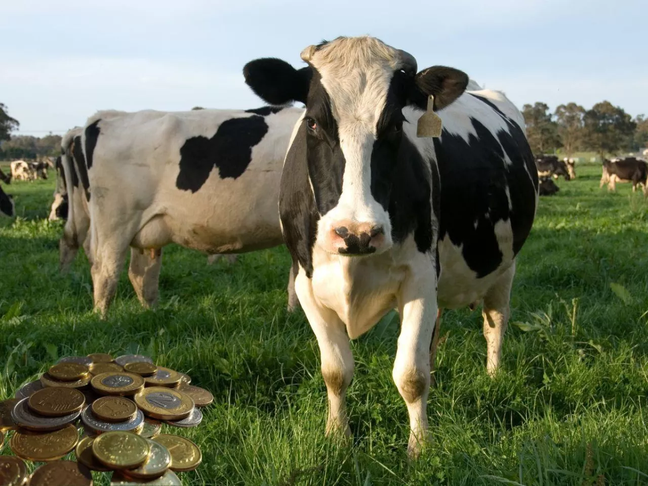 Produkcja mleka rośnie, ceny spadają. Mleczarstwo ma coraz większy problem