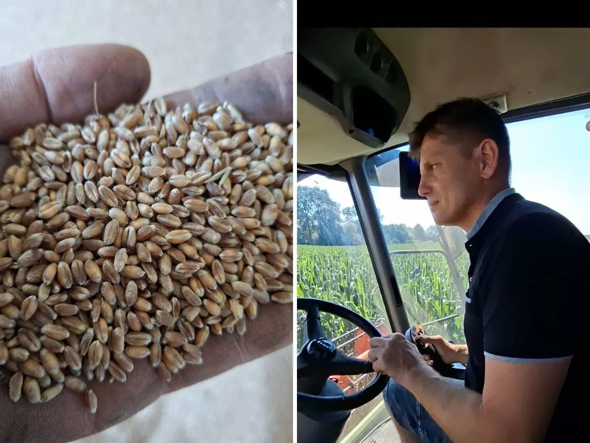 Ten rolnik już kosi pszenicę. Ile sypie z hektara? Ile płacą skupy?