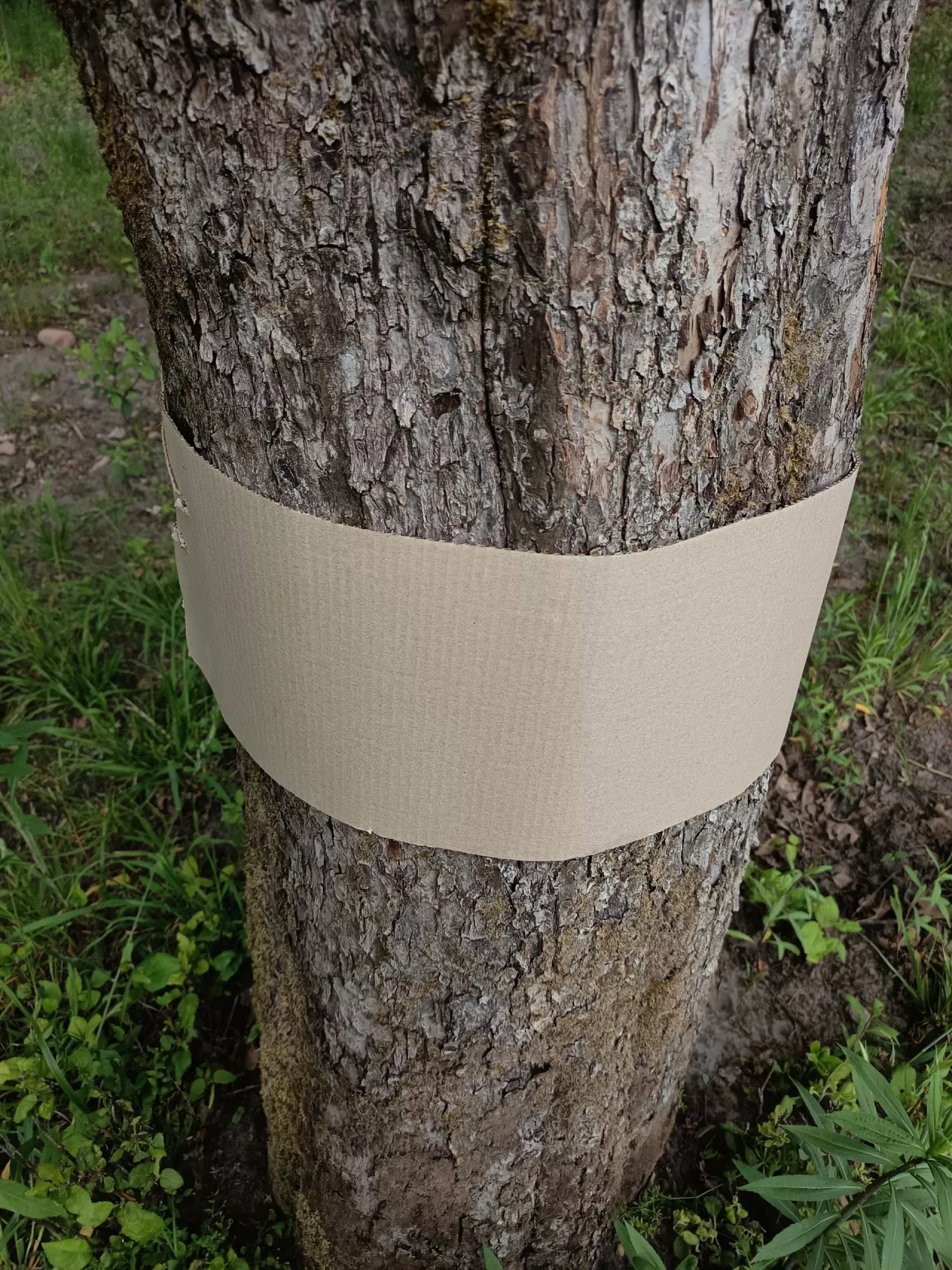 Opaska z papieru falistego nie zawiera żadnych środków ochrony roślin, co sprawia, że jest ekologiczna i bezpieczna dla ludzi