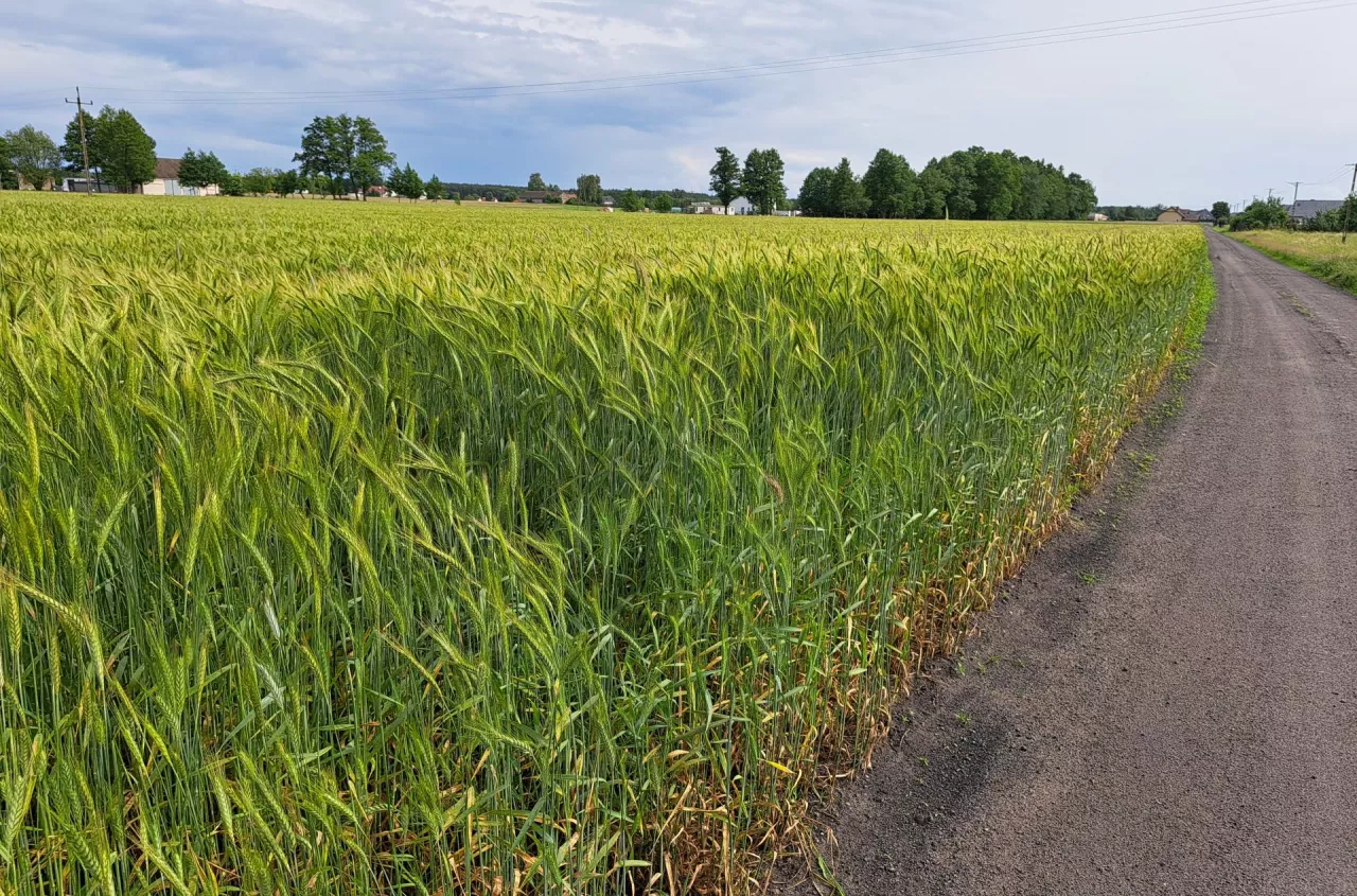 Masz pole do podziału? Limit 0,3 ha nie zawsze obowiązuje