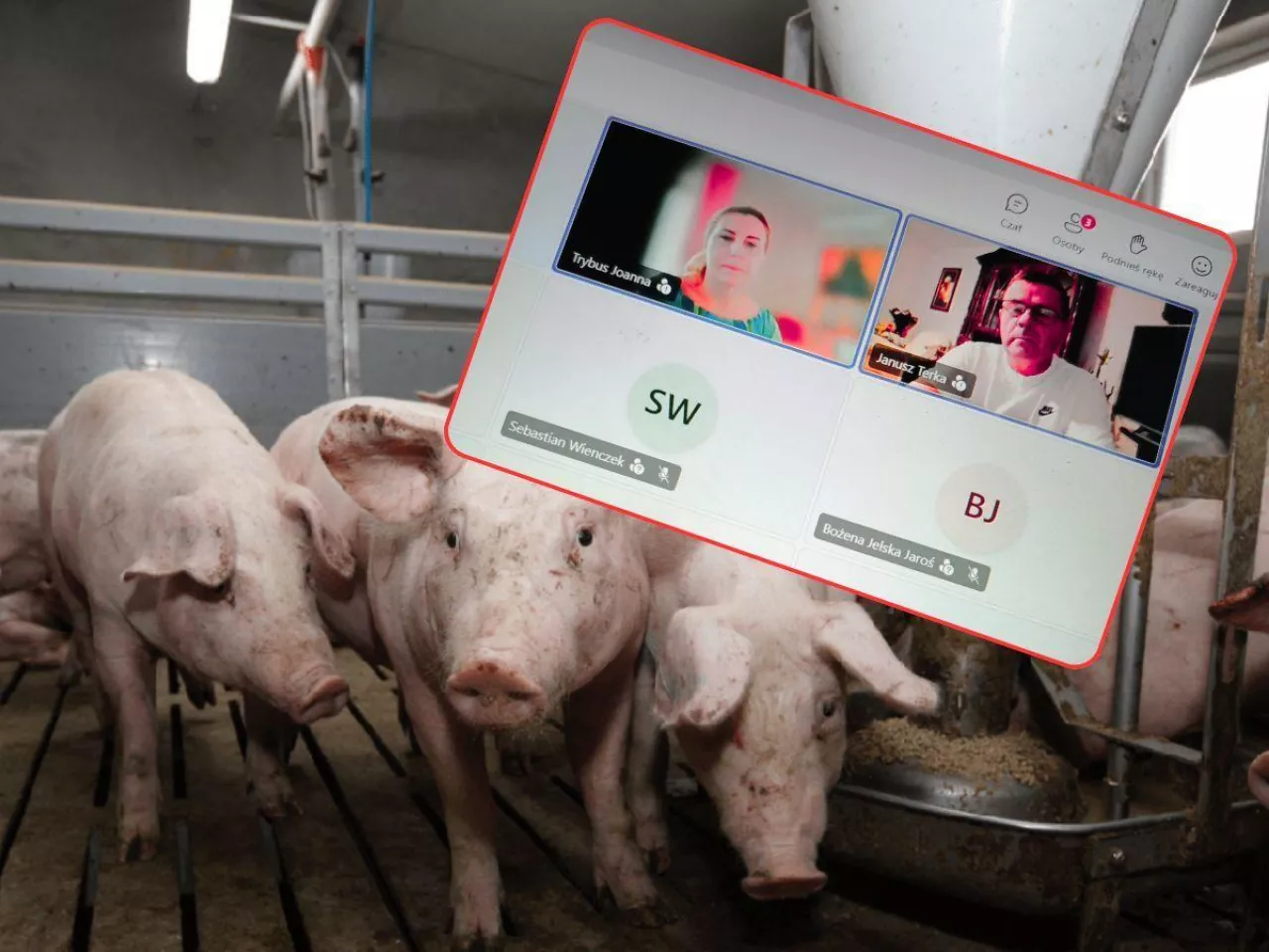 Spotkanie producentów świń i przedstawicieli MRiRW