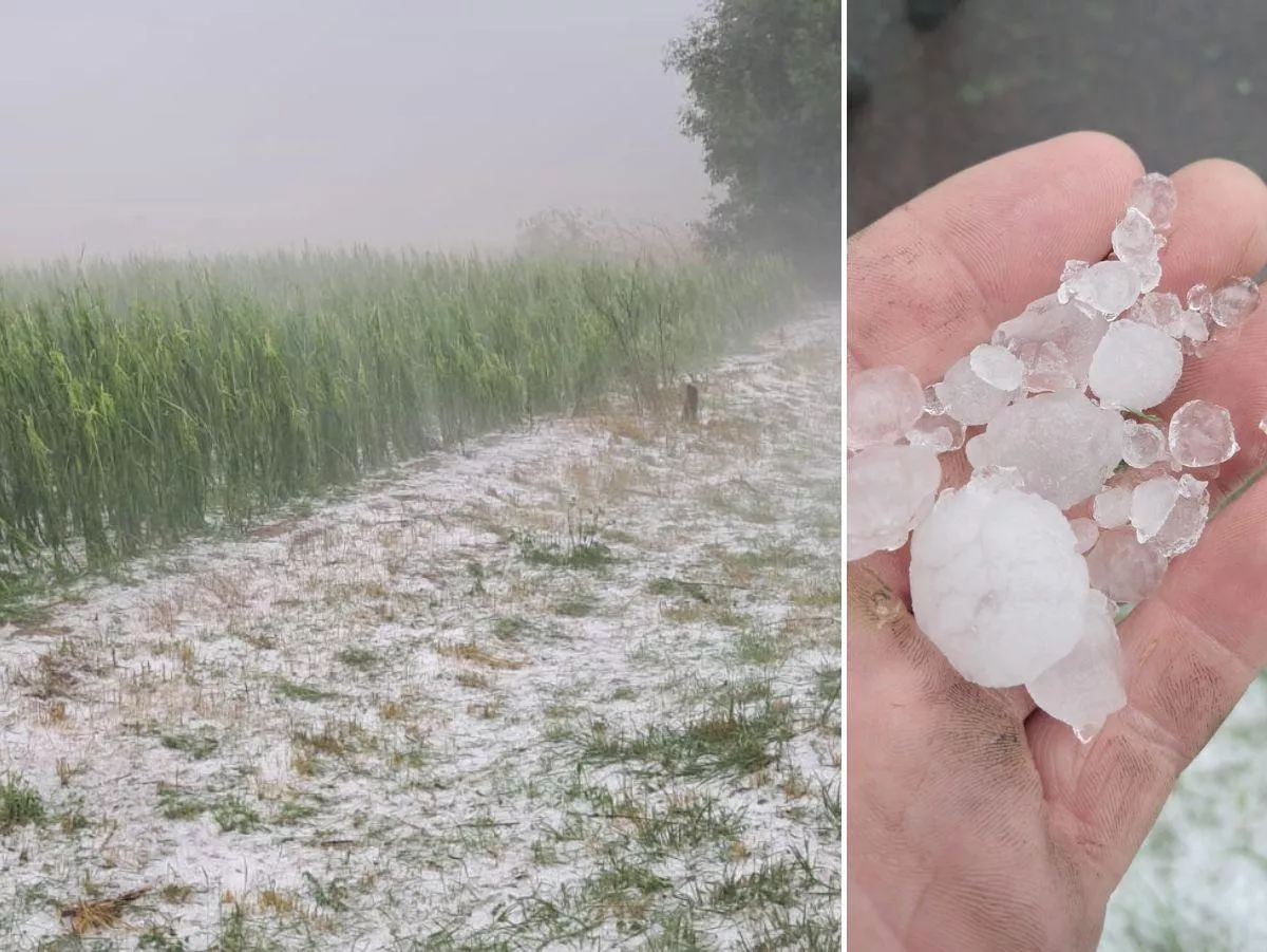 Wyszli w pole i zamarli. Z plonów nie zostało prawie nic