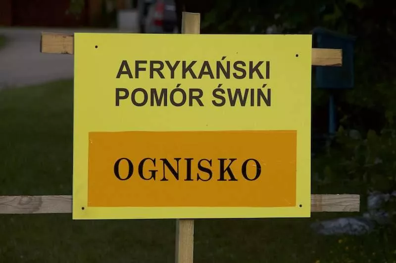 Nieoficjalnie: kolejne ognisko ASF na Kujawach. W okolicy aż 21 tys. świń
