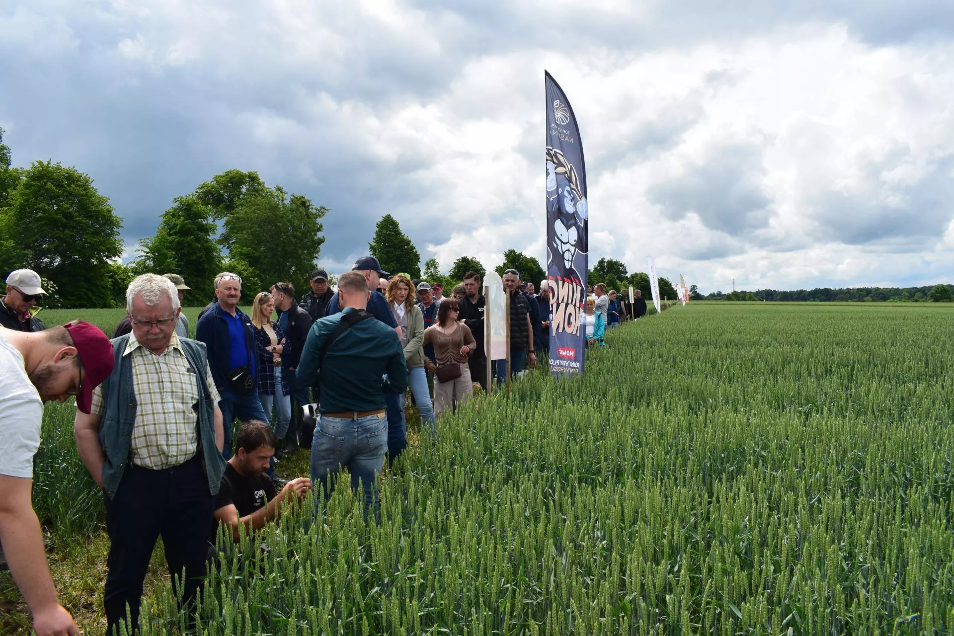 8,5 t/ha mimo mozaikowatej gleby. Ta odmiana pszenicy podbija pola