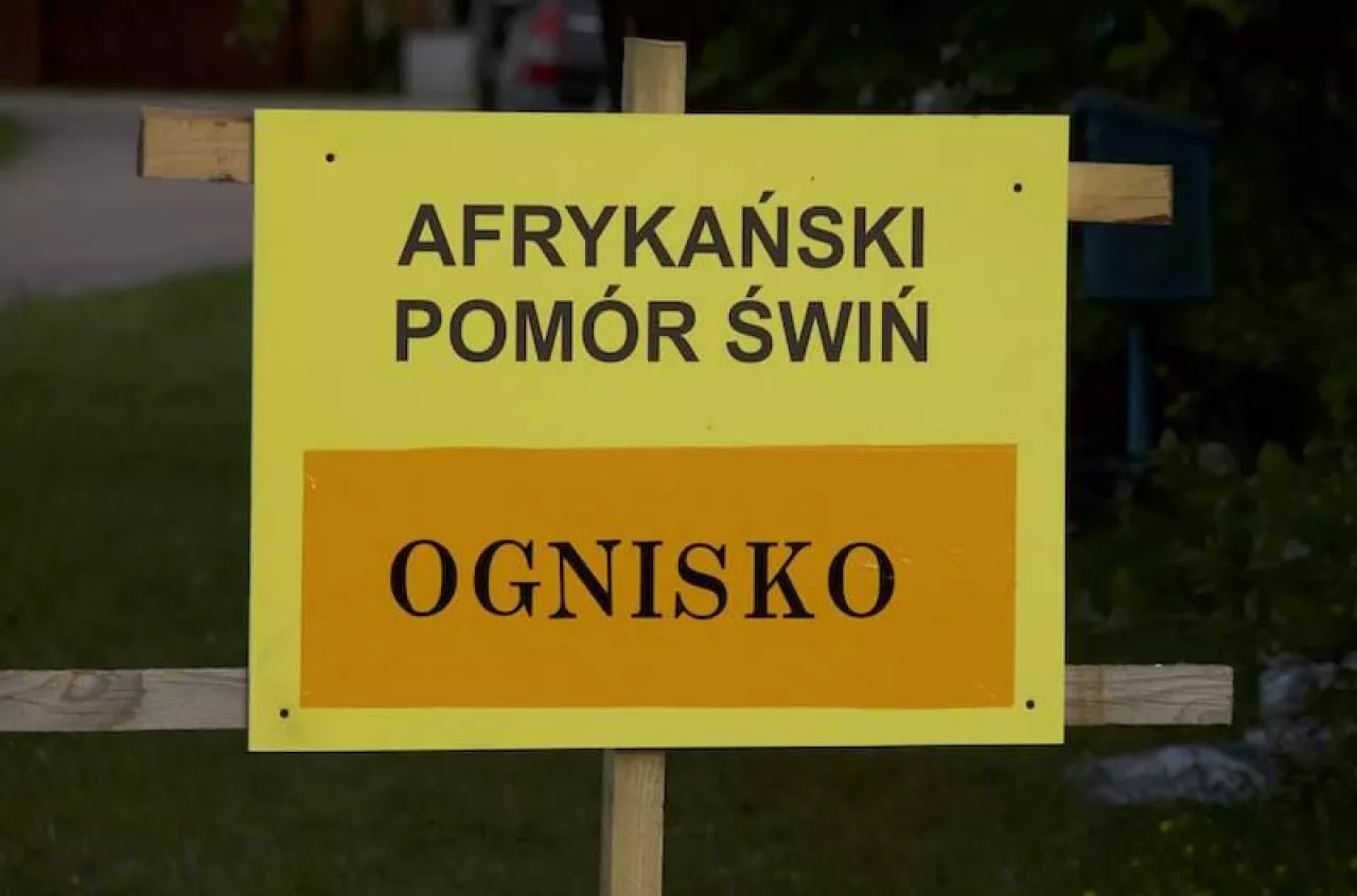 Nieoficjalnie: kolejne ognisko ASF na Kujawach. W okolicy aż 21 tys. świń