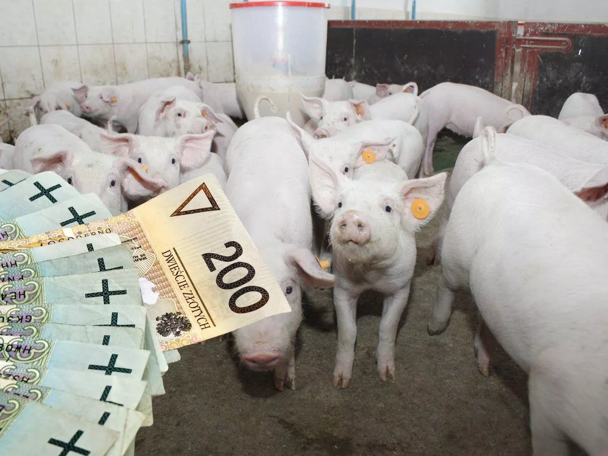 Ceny prosiąt runęły. W tydzień spadły o prawie 30 zł [SONDA]