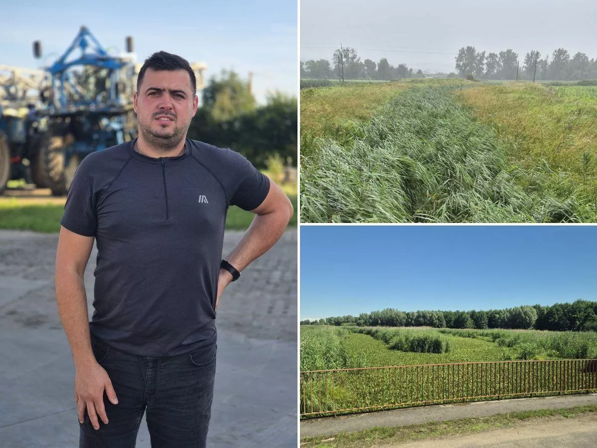 „Jeszcze 50 litrów deszczu i byłoby po żniwach”. Rolnicy znów drżą o swoje pola
