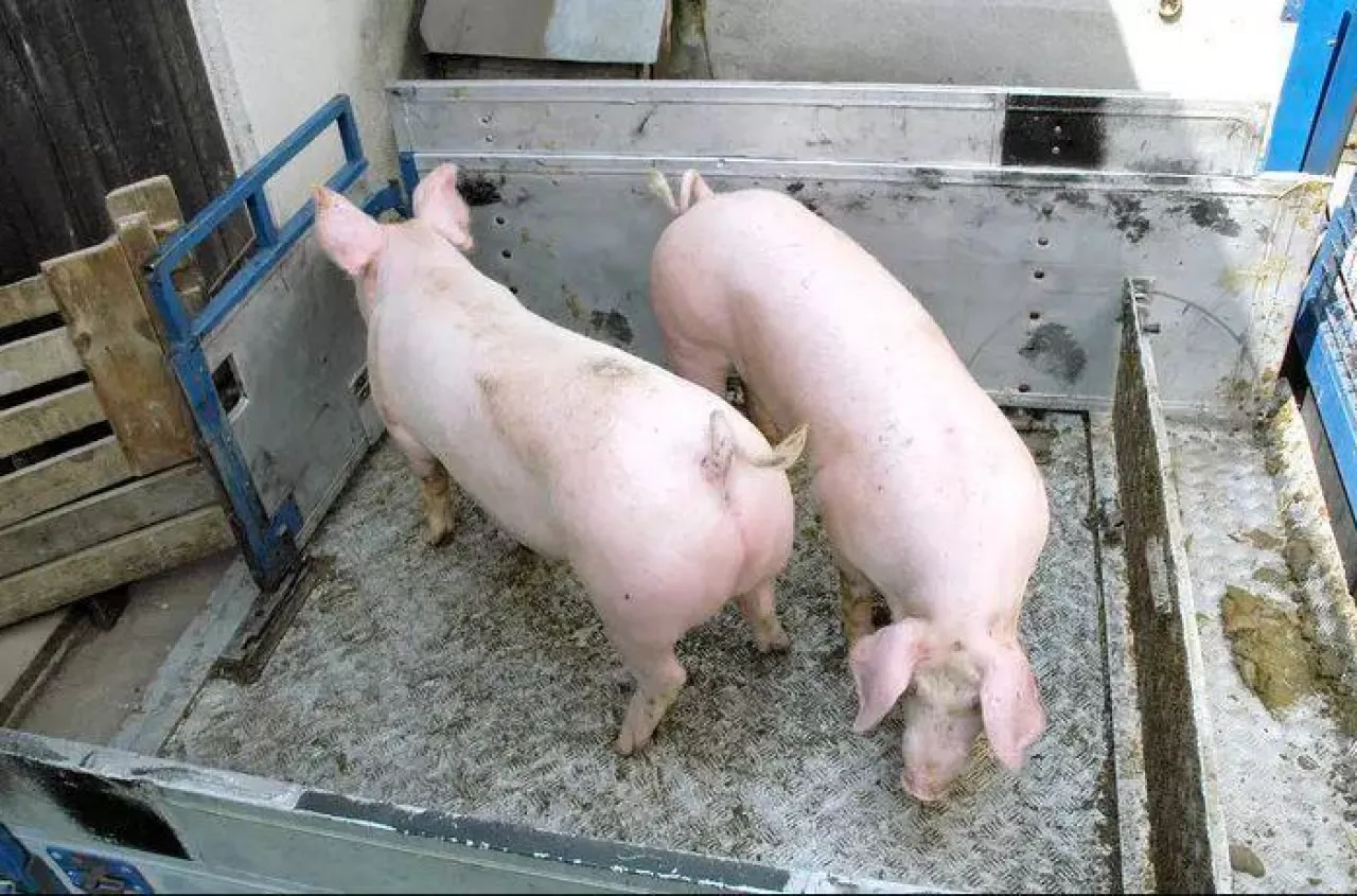 "Od półtora miesiąca nie mogę sprzedać świń". Po 20 latach zamyka chlewnię
