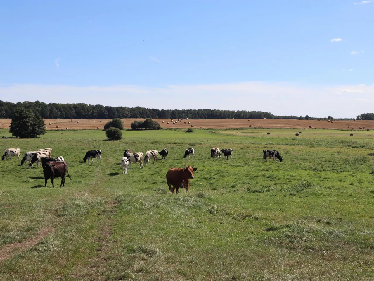 Rolnicy, którzy ubiegają się o płatności dobrostanowe, nie mogą przegapić daty 31 lipca