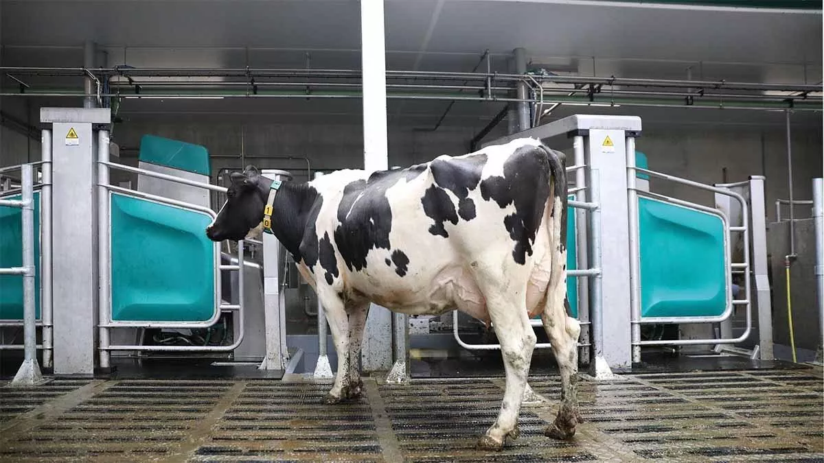 Rolnik miał wyłudzić pół miliona zł na robota udojowego. Pokazał fałszywe nagranie