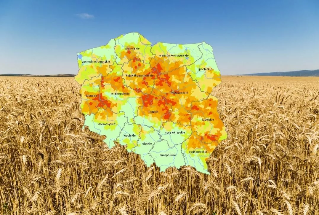Susza obejmuje już 65 proc. gmin. Najgorzej jest ze zbożami [NOWY RAPORT IUNG]