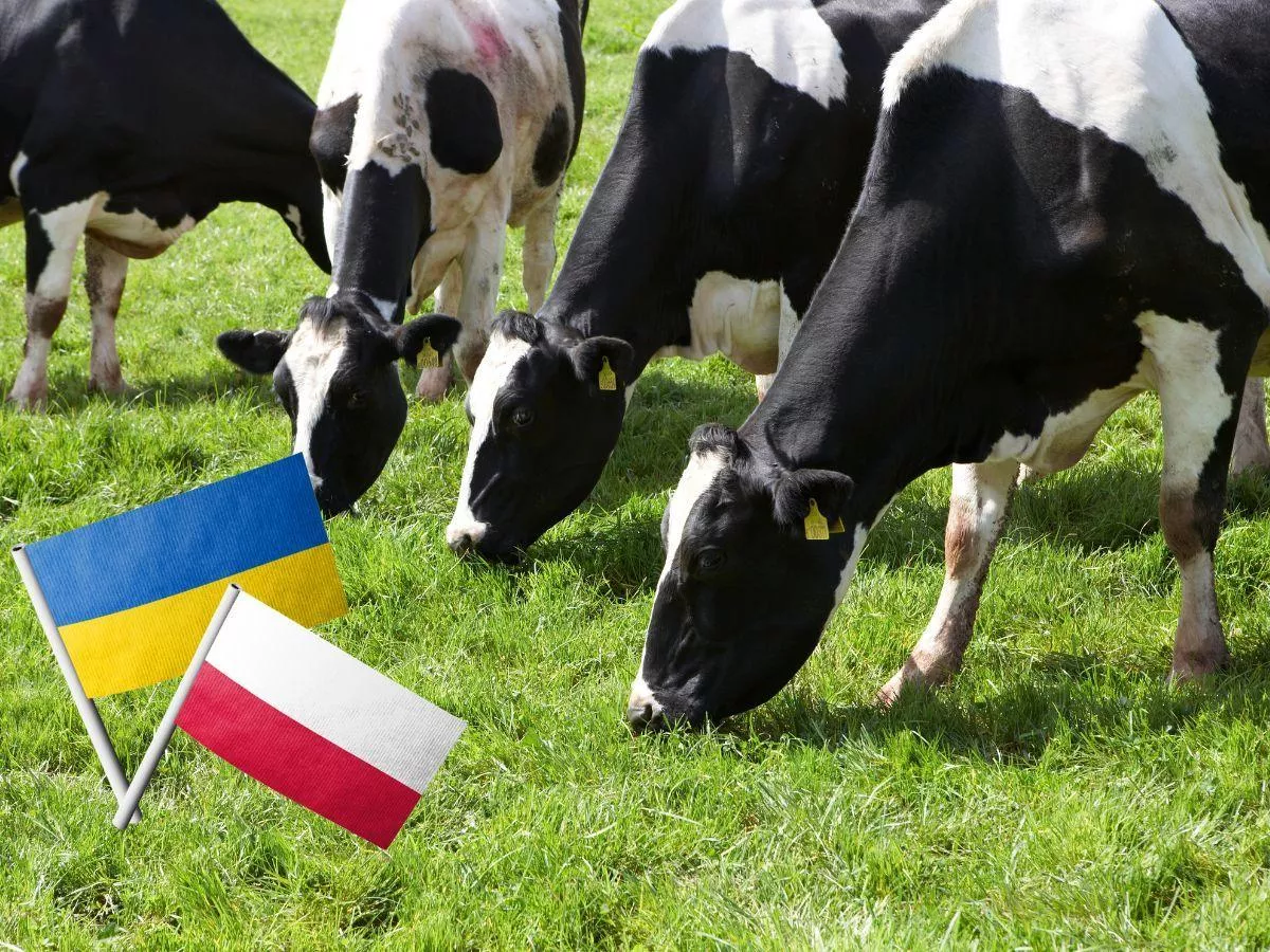 Ukraina szykuje mleczarską ofensywę. Polska może mieć poważny problem