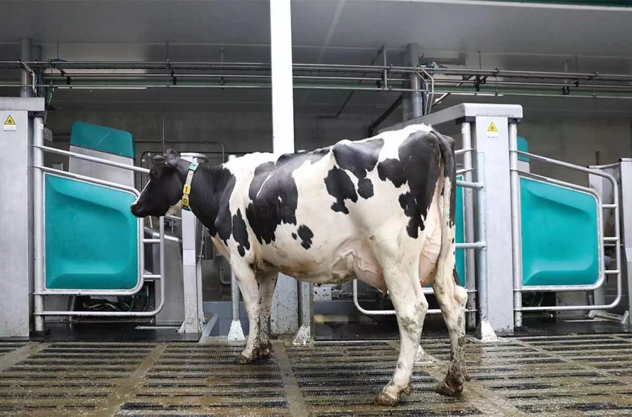 Rolnik miał wyłudzić pół miliona zł na robota udojowego. Pokazał fałszywe nagranie