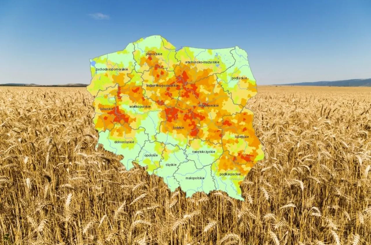 Susza obejmuje już 65 proc. gmin. Najgorzej jest ze zbożami [NOWY RAPORT IUNG]