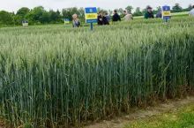Jaką odmianę pszenicy wybrać? Te błędy mogą kosztować plon i pieniądze