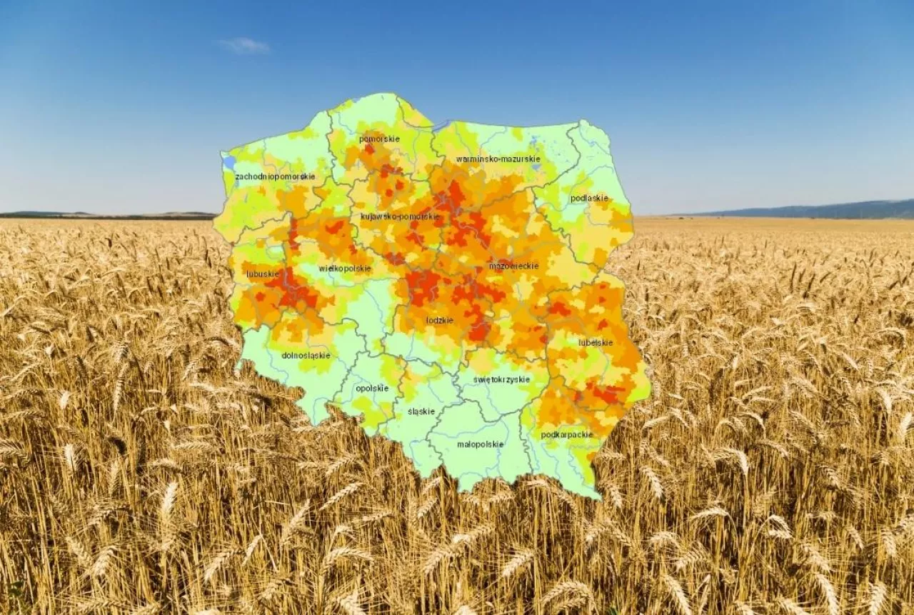 Susza obejmuje już 65 proc. gmin. Najgorzej jest ze zbożami [NOWY RAPORT IUNG]