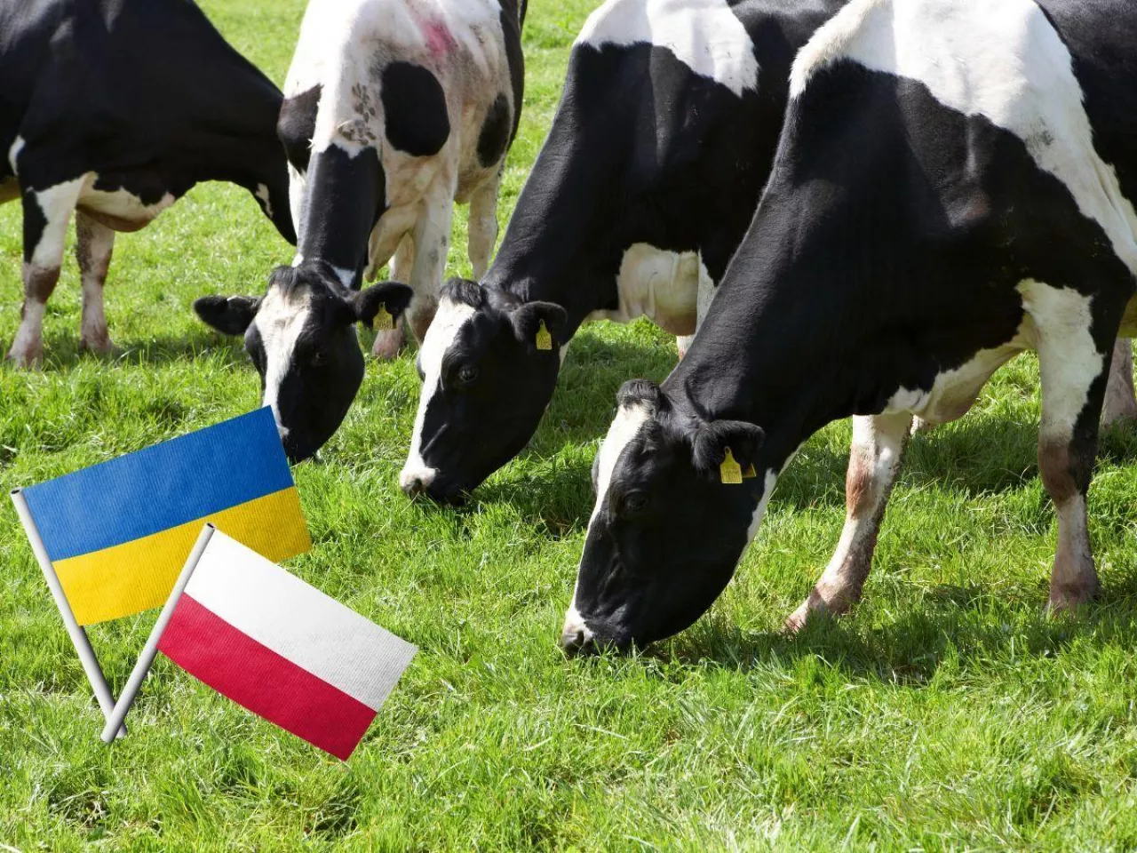 Ukraina szykuje mleczarską ofensywę. Polska może mieć poważny problem