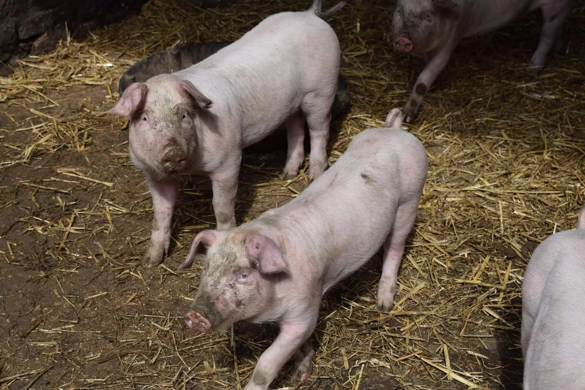 Wyższe stawki za utylizację padłych zwierząt. Co to oznacza dla rolników?