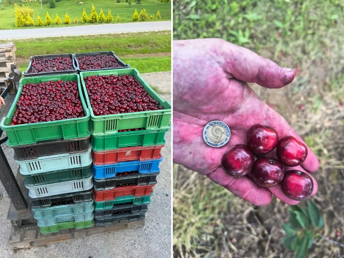 Rolnicy jadą na skup i nie wiedzą, ile dostaną. Ceny runęły w kilka dni