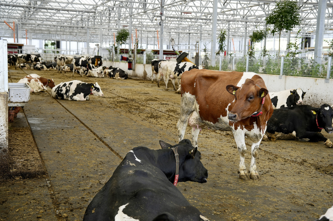 Ogród Krów (niem. Kuhgarten) to obora z otwartym dachem dla około 540 krów, wyposażona w półprzezroczysty dach, nowoczesną technologię dojenia i usuwania obornika oraz elementy roślinne w centralnej części obory. Ma 140 metrów długości, 70 metrów szerokości i oferuje każdemu zwierzęciu 12 metrów kwadratowych powierzchni. Krowy zachowują się w sposób równomierny, ponieważ jest dużo światła i świeżego powietrza.