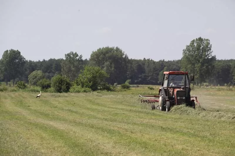 Dopłaty tylko ze zwierzętami? Ministerstwo podjęło decyzję