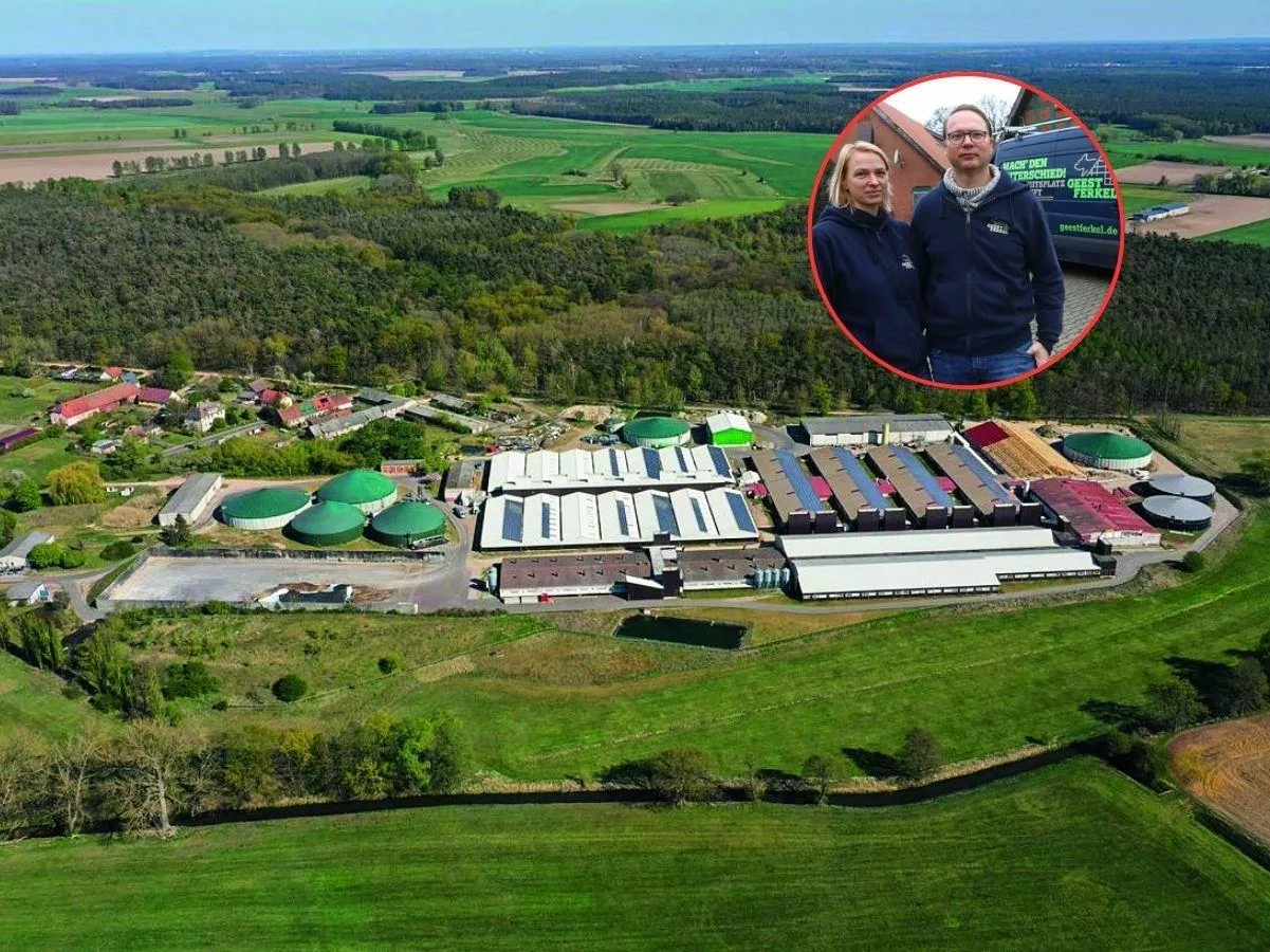 Gigant hodowli świń upadł. Na każdej świni tracił ponad 50 euro