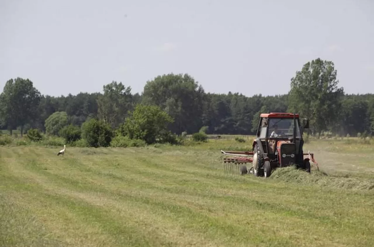Dopłaty tylko ze zwierzętami? Ministerstwo podjęło decyzję