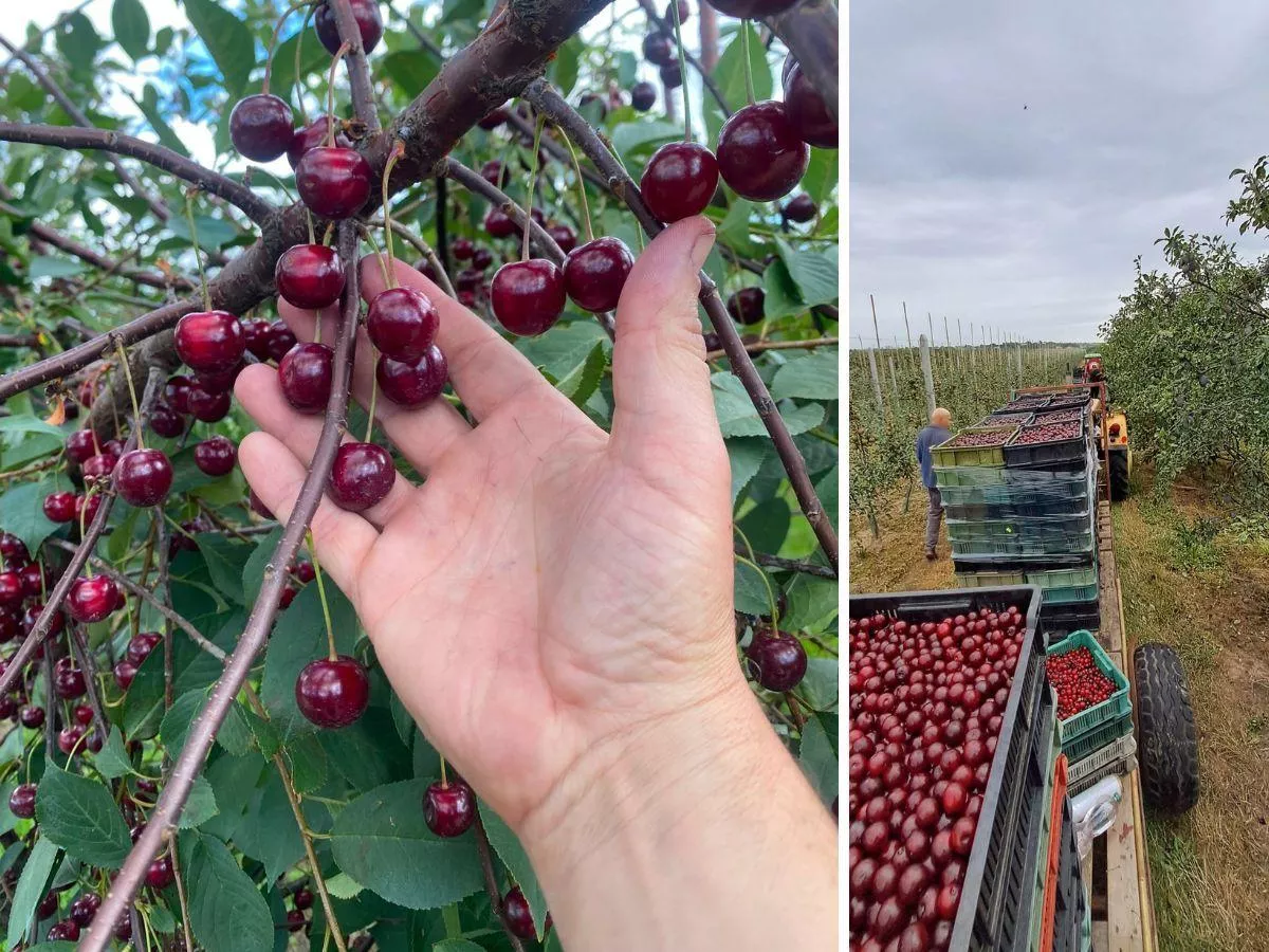 Cena skupu runęła o 3 zł w kilka dni. Rolnicy chcą kontroli UOKiK