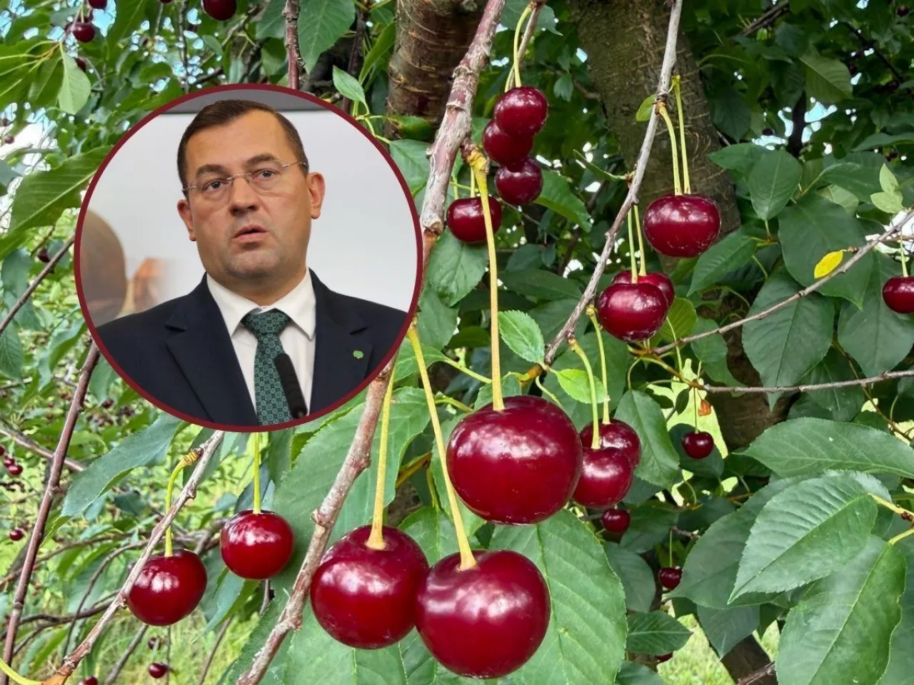Krajewski złoż skargę do UOKiK w sprawie cen wiśni