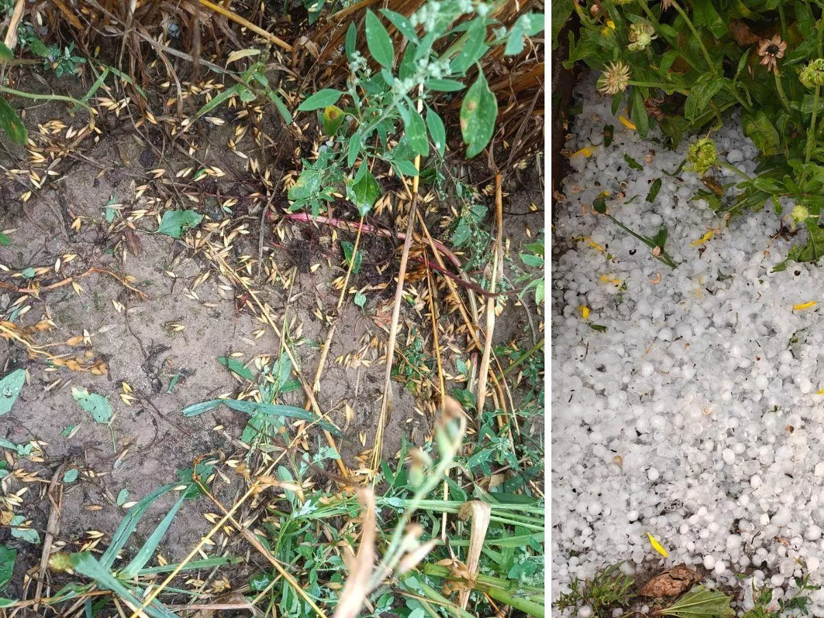 Rolnik zamarł, gdy wyszedł na pole. „Straty to kilkadziesiąt tysięcy złotych”