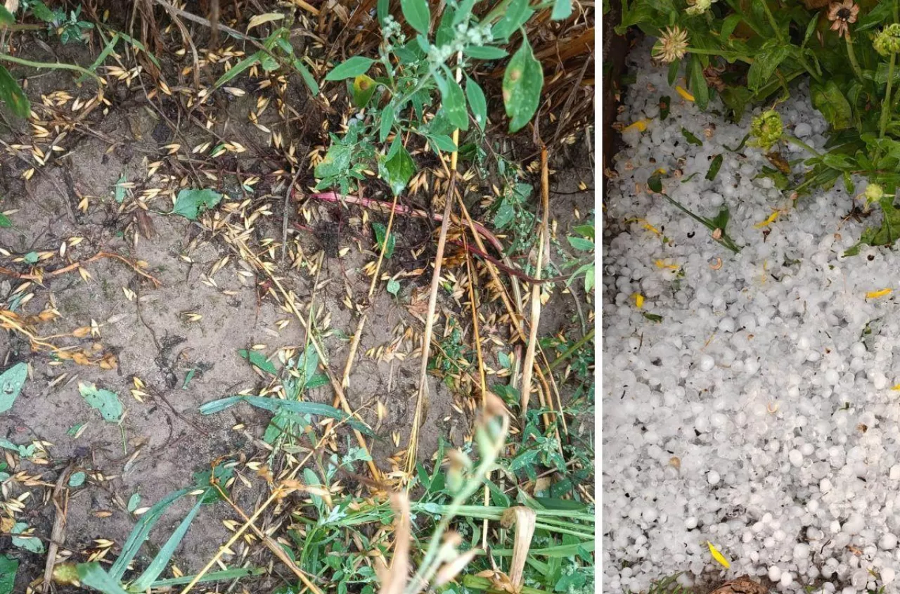 Rolnik zamarł, gdy wyszedł na pole. „Straty to kilkadziesiąt tysięcy złotych”