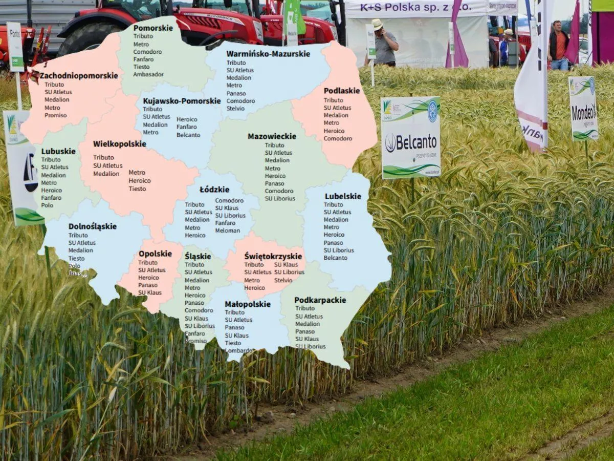 Pszenżyto ozime: Lista Odmian Zalecanych 2026