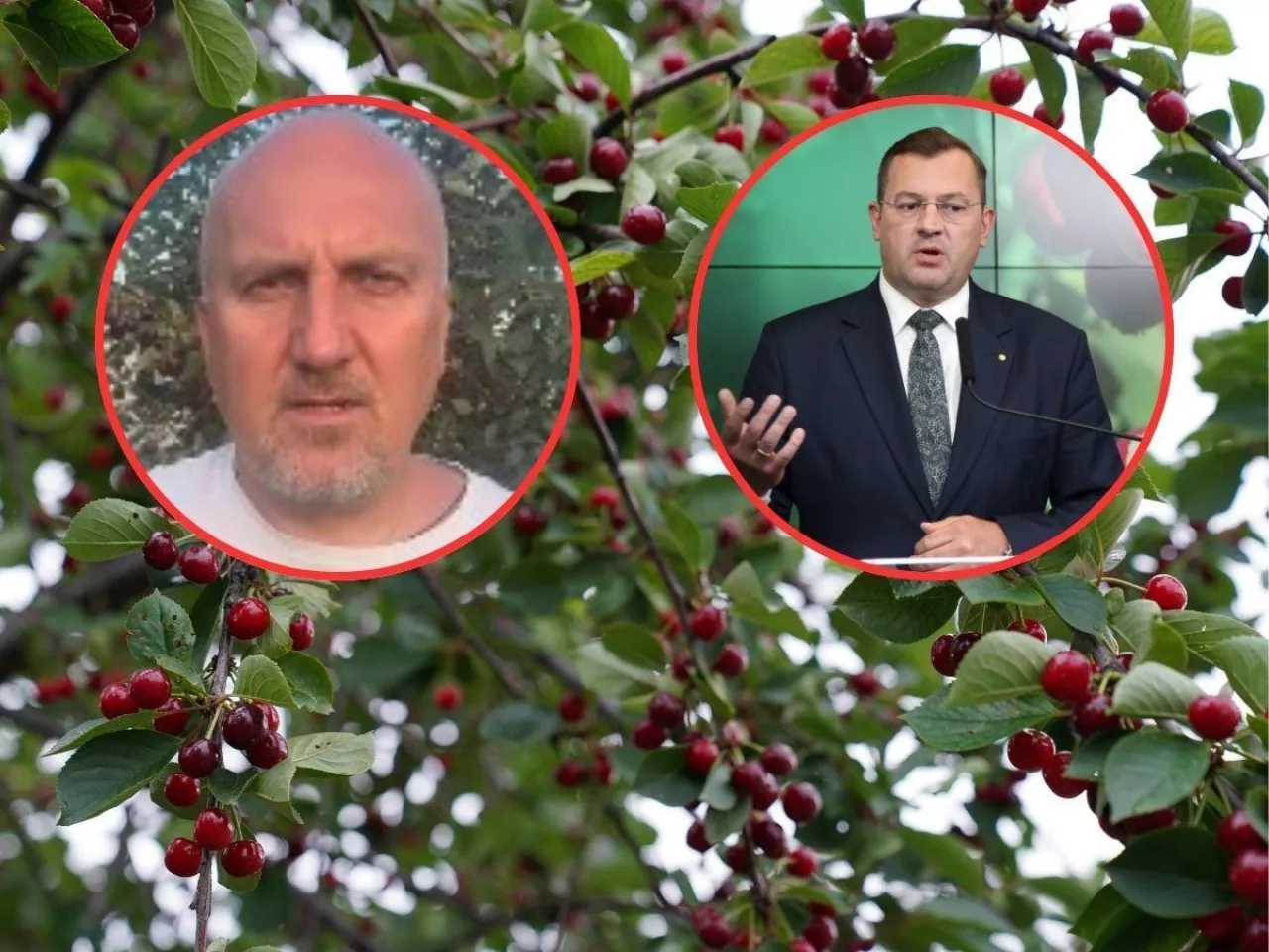 wiśnie na drzewie w tle, w kółkach twarz wicemarszałka Sochy i ministra Krajewskiego