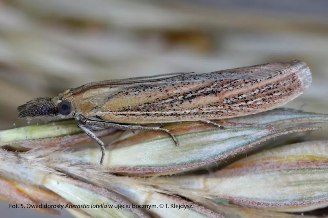  Anerastia lotella