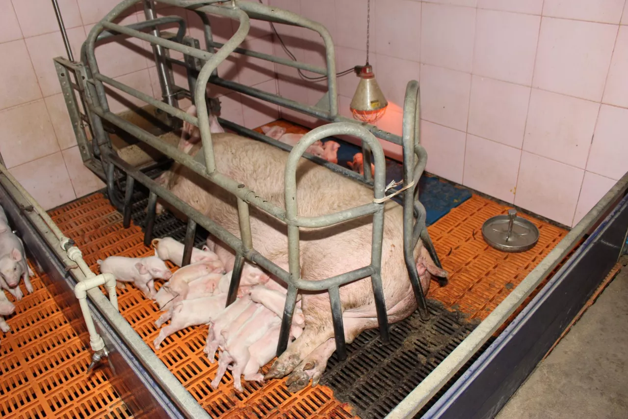 prosięta ssące w porodówce
