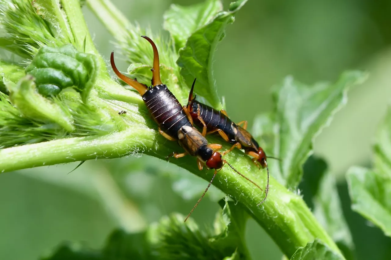 European earwig, scientific name forficula auricularia, taken in Valais, CH.