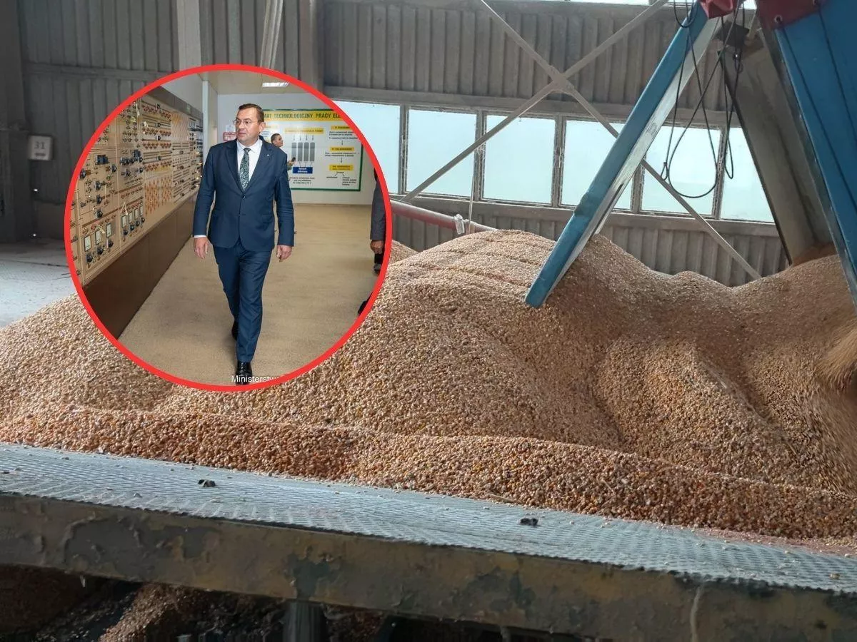 Elewarr dostanie 120 mln zł na skup zbóż. Państwowa spółka zwiększa zakupy