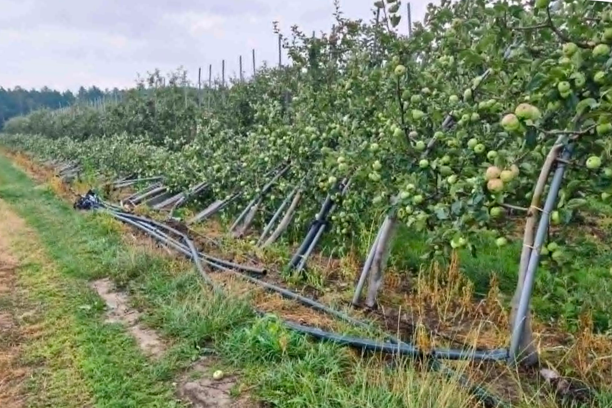 Potężne gradobicie w zagłębiu grójeckim. Sady zniszczone niemal w 100% [ZDJĘCIA]