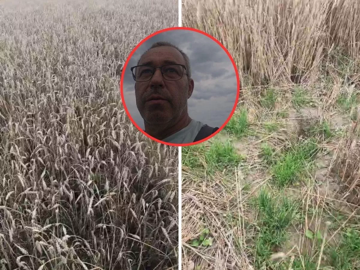 Stacje IUNG mierzyły suszę na polu. Rolnik pyta: „Czy na tym polu była susza?”