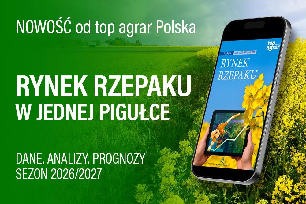Co dalej z cenami rzepaku? Najnowszy raport pokazuje, co czeka rolników w okresie 2026/27