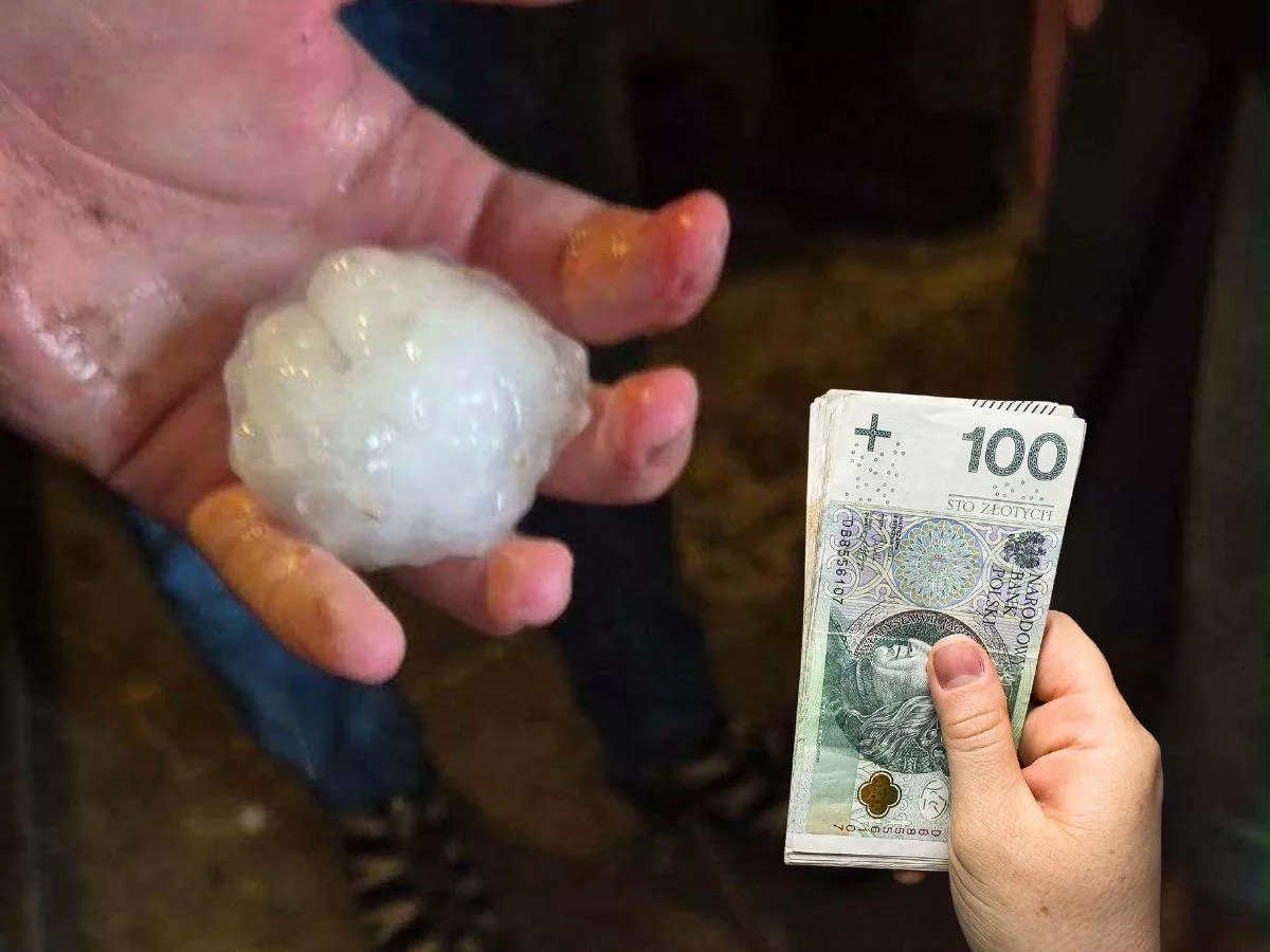 Grad zniszczył uprawy. Rolnicy zgłosili szkody na 600 ha
