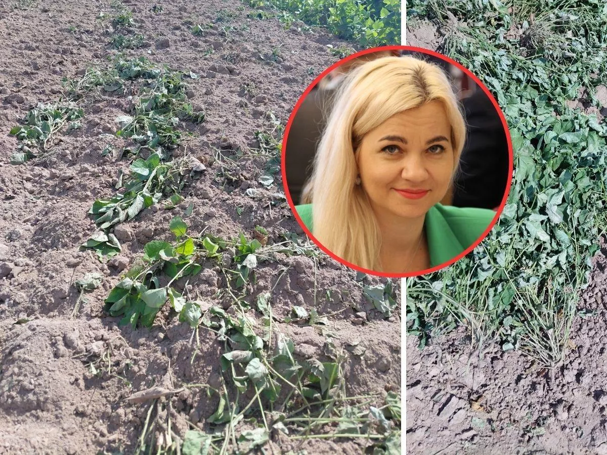 Nawet 100 proc. strat w uprawie fasoli. Rolnicy: „Nie wiadomo, co robić”
