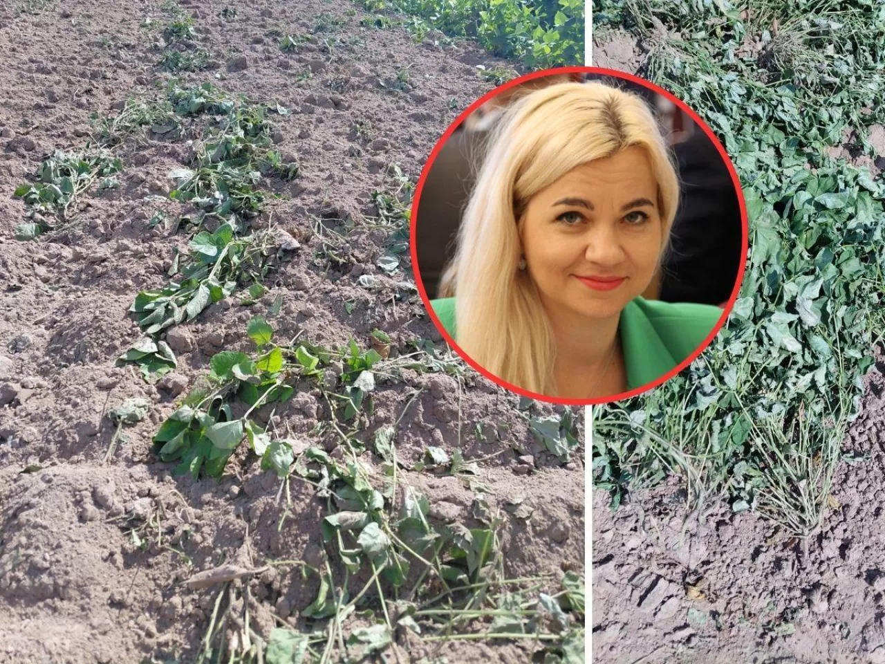 Fasola na polu, susza, w kółku twarz wiceminister Małgorzaty Gromadzkiej 