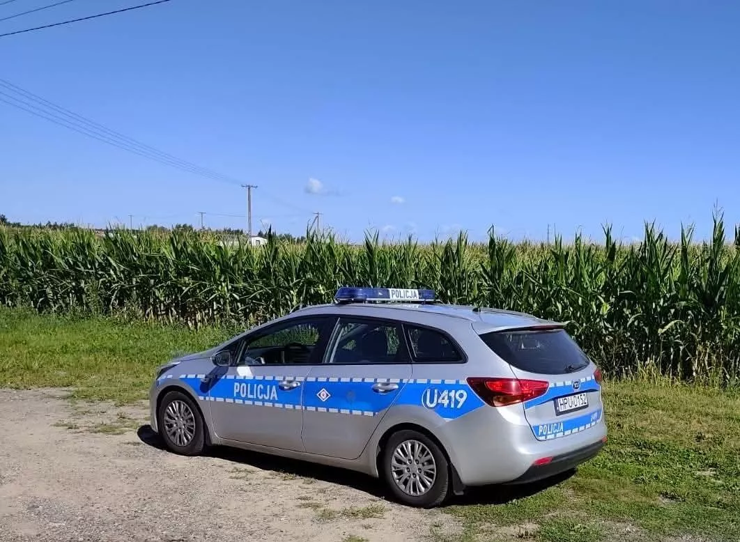 Dwa postępowania w sprawie „złotych kolb”. Policja ostrzega przed zbiorami kukurydzy